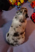 BELLE, a female Australian Shepherd for sale in Elk, WA – Photo 3 of 3