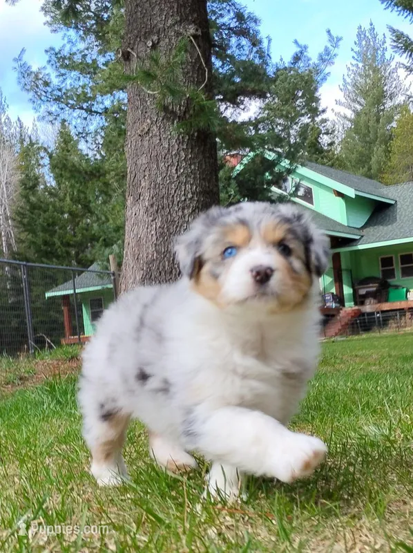 BELLE – Australian Shepherd puppy for sale in Elk, WA