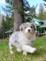BELLE, a female Australian Shepherd for sale in Elk, WA – 3 of 10