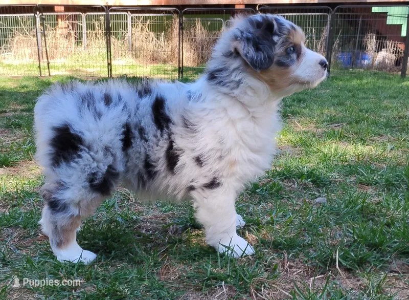 BELLE – Australian Shepherd puppy for sale in Elk, WA