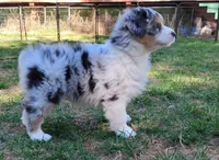 BELLE, a female Australian Shepherd for sale in Elk, WA – 7 of 10