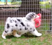 BELLE, a female Australian Shepherd for sale in Elk, WA – 8 of 10