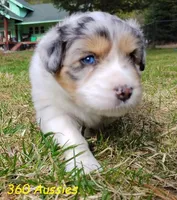 BELLE, a female Australian Shepherd for sale in Elk, WA – Photo 2 of 3