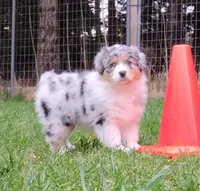 BELLE, a female Australian Shepherd for sale in Elk, WA – 10 of 10