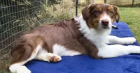 ROCKY, a male Australian Shepherd for sale in Elk, WA – 2 of 10