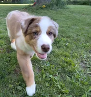 RANGER, a male Australian Shepherd for sale in Elk, WA – 5 of 9