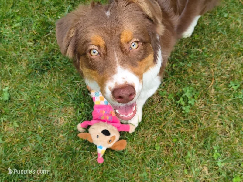 ROCKY – Australian Shepherd puppy for sale in Priest River, ID