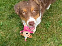 ROCKY, a male Australian Shepherd for sale in Priest River, ID – 1 of 10