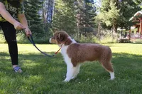 ROCKY, a male Australian Shepherd for sale in Elk, WA – 4 of 10