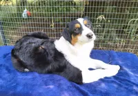 FAITH, a female Australian Shepherd for sale in Elk, WA – 6 of 7