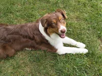 ROCKY, a male Australian Shepherd for sale in Priest River, ID – 8 of 10