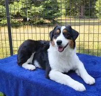 FAITH, a female Australian Shepherd for sale in Priest River, ID – 7 of 9