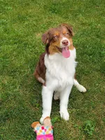 ROCKY, a male Australian Shepherd for sale in Priest River, ID – 3 of 10