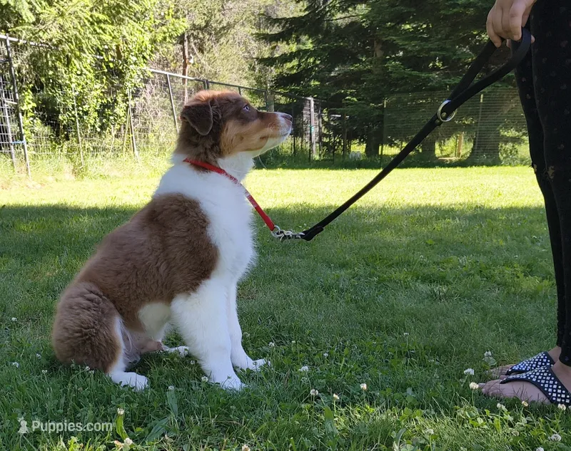 ROCKY – Australian Shepherd puppy for sale in Elk, WA