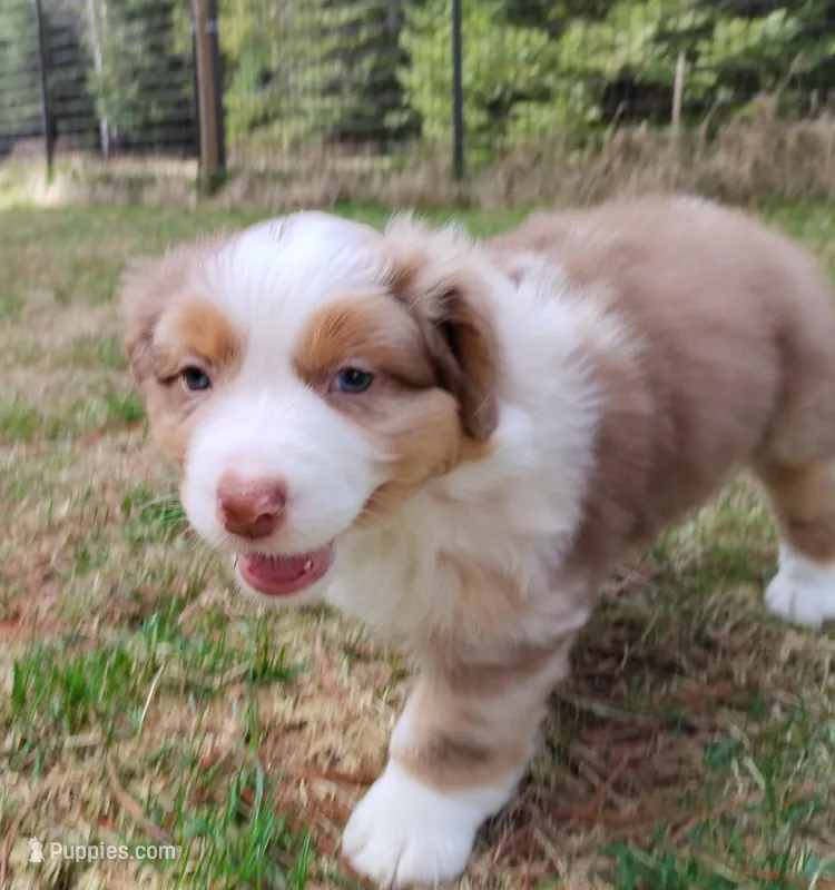 RANGER – Australian Shepherd puppy for sale in Elk, WA
