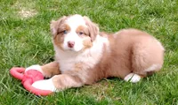 RANGER, a male Australian Shepherd for sale in Elk, WA – 3 of 8