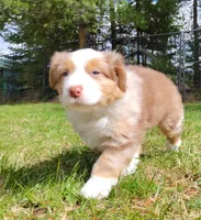 RANGER, a male Australian Shepherd for sale in Elk, WA – 7 of 8