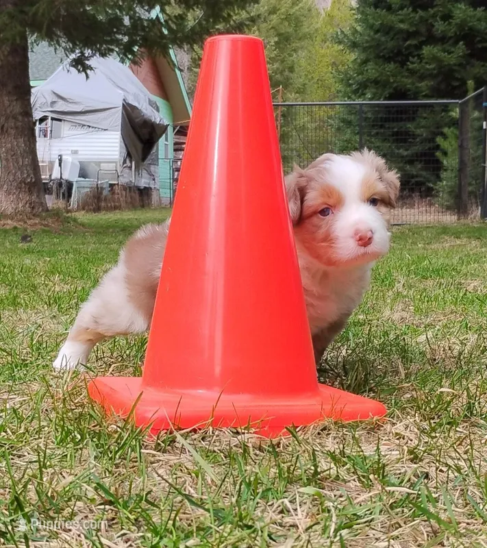 RANGER – Australian Shepherd puppy for sale in Elk, WA