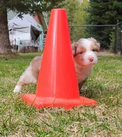 RANGER, a male Australian Shepherd for sale in Elk, WA – Photo 1 of 2