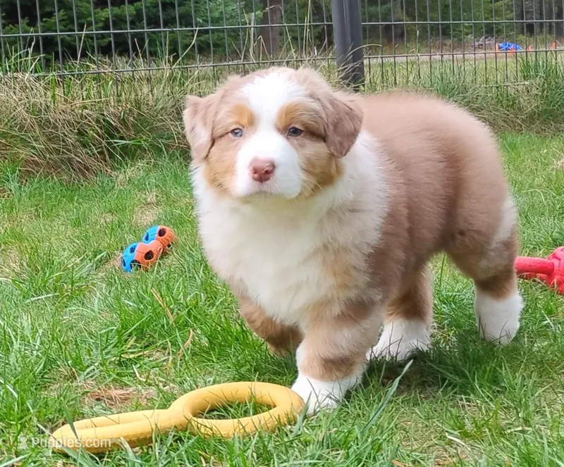 RANGER – Australian Shepherd puppy for sale in Elk, WA