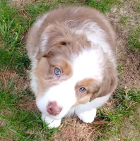 RANGER, a male Australian Shepherd for sale in Elk, WA – 1 of 8