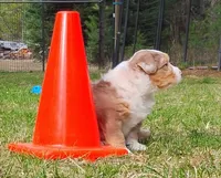 RANGER, a male Australian Shepherd for sale in Elk, WA – Photo 2 of 2