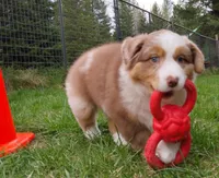 RANGER, a male Australian Shepherd for sale in Elk, WA – 5 of 8