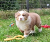 RANGER, a male Australian Shepherd for sale in Elk, WA – 6 of 8