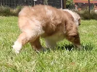 RANGER, a male Australian Shepherd for sale in Elk, WA – 8 of 8
