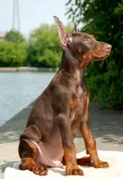 Stocker, a male Doberman Pinscher for sale in Seattle, WA – Photo 3 of 3