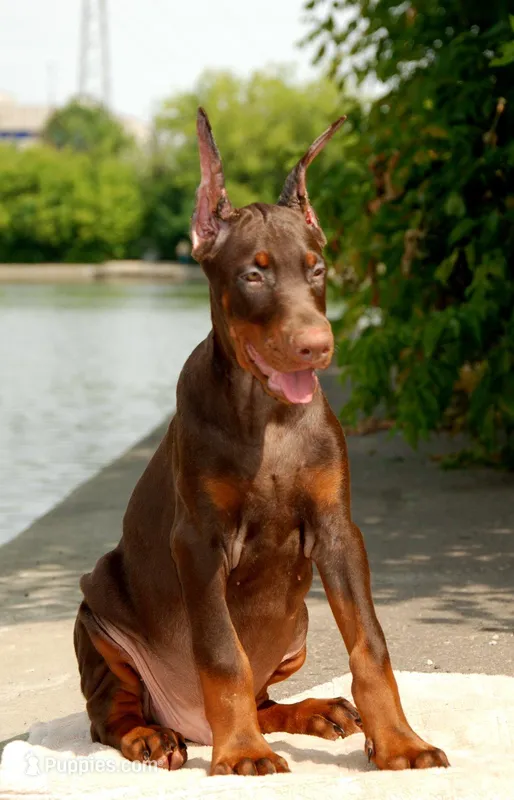 Stocker, a male Doberman Pinscher for sale in Seattle, WA – Photo 1 of 3