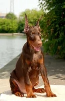 Stocker, a male Doberman Pinscher for sale in Seattle, WA – Photo 1 of 3
