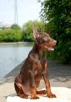 Stocker, a male Doberman Pinscher for sale in Seattle, WA – Photo 2 of 3