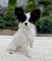 Queen, a female Papillon for sale in Seattle, WA – Photo 3 of 3