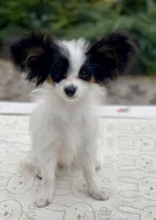 Queen, a female Papillon for sale in Seattle, WA – Photo 2 of 3
