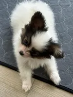 OPAL, a female Papillon for sale in Seattle, WA – Photo 1 of 3
