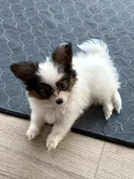 OPAL, a female Papillon for sale in Seattle, WA – Photo 2 of 3
