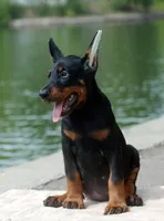 Boxer, a female Doberman Pinscher for sale in Seattle, WA – Photo 1 of 2