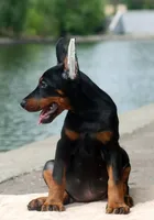 Boxer, a female Doberman Pinscher for sale in Seattle, WA – Photo 2 of 2