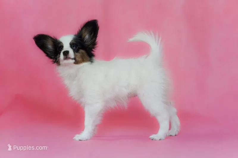 ICE, a female Papillon for sale in Seattle, WA – Photo 1 of 3