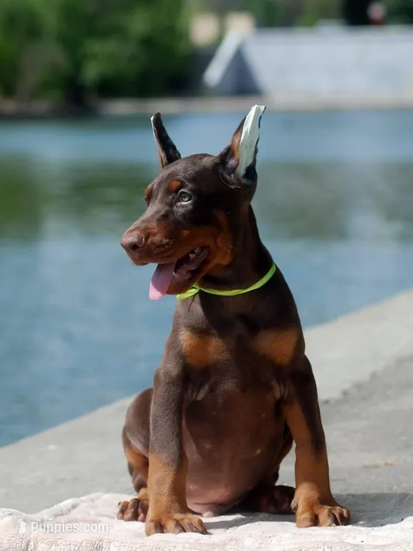 Max, a male Doberman Pinscher for sale in Seattle, WA – Photo 1 of 3
