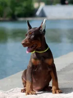 Max, a male Doberman Pinscher for sale in Seattle, WA – Photo 1 of 3