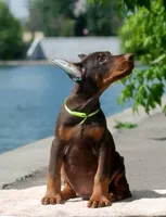 Max, a male Doberman Pinscher for sale in Seattle, WA – Photo 3 of 3