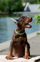 Max, a male Doberman Pinscher for sale in Seattle, WA – Photo 2 of 3