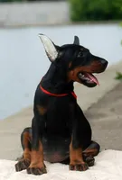 RED, a female Doberman Pinscher for sale in Seattle, WA – Photo 3 of 3