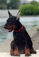 RED, a female Doberman Pinscher for sale in Seattle, WA – Photo 2 of 3