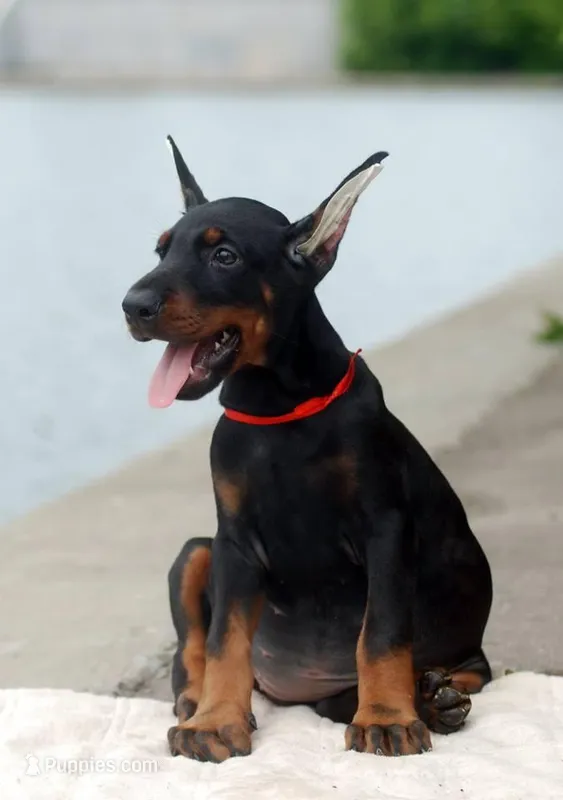 RED, a female Doberman Pinscher for sale in Seattle, WA – Photo 1 of 3