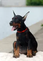RED, a female Doberman Pinscher for sale in Seattle, WA – Photo 1 of 3