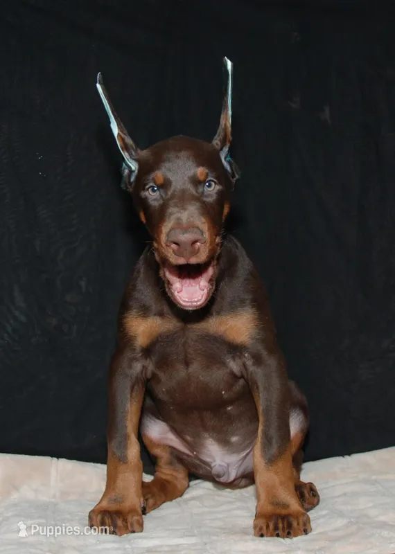 Runner, a male Doberman Pinscher for sale in Seattle, WA – Photo 1 of 3