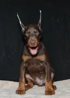 Runner, a male Doberman Pinscher for sale in Seattle, WA – Photo 1 of 3